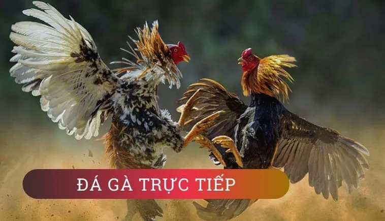 Bí Quyết Thắng Lớn Đá Gà J88: Kinh Nghiệm Từ Cao Thủ Cá Cược